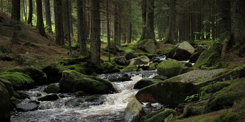Green forest