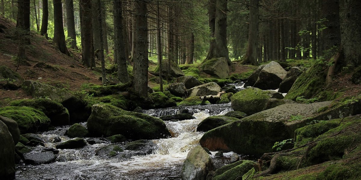 Green forest