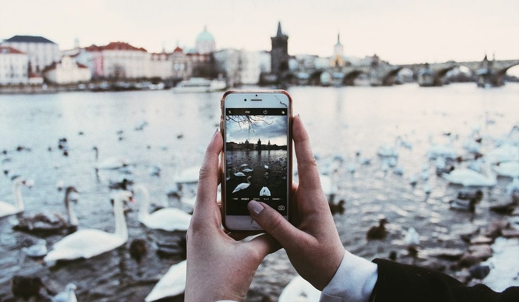 Someone photographs swans in the river in Prague